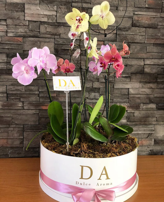 Orquídea Mediana