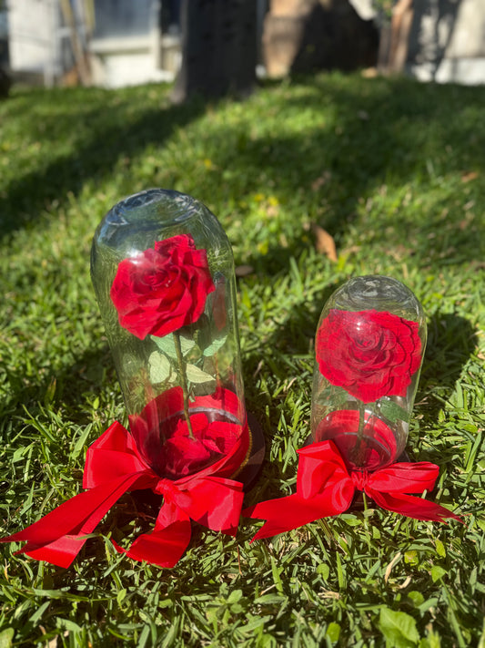 Rosa Eterna Roja Grande