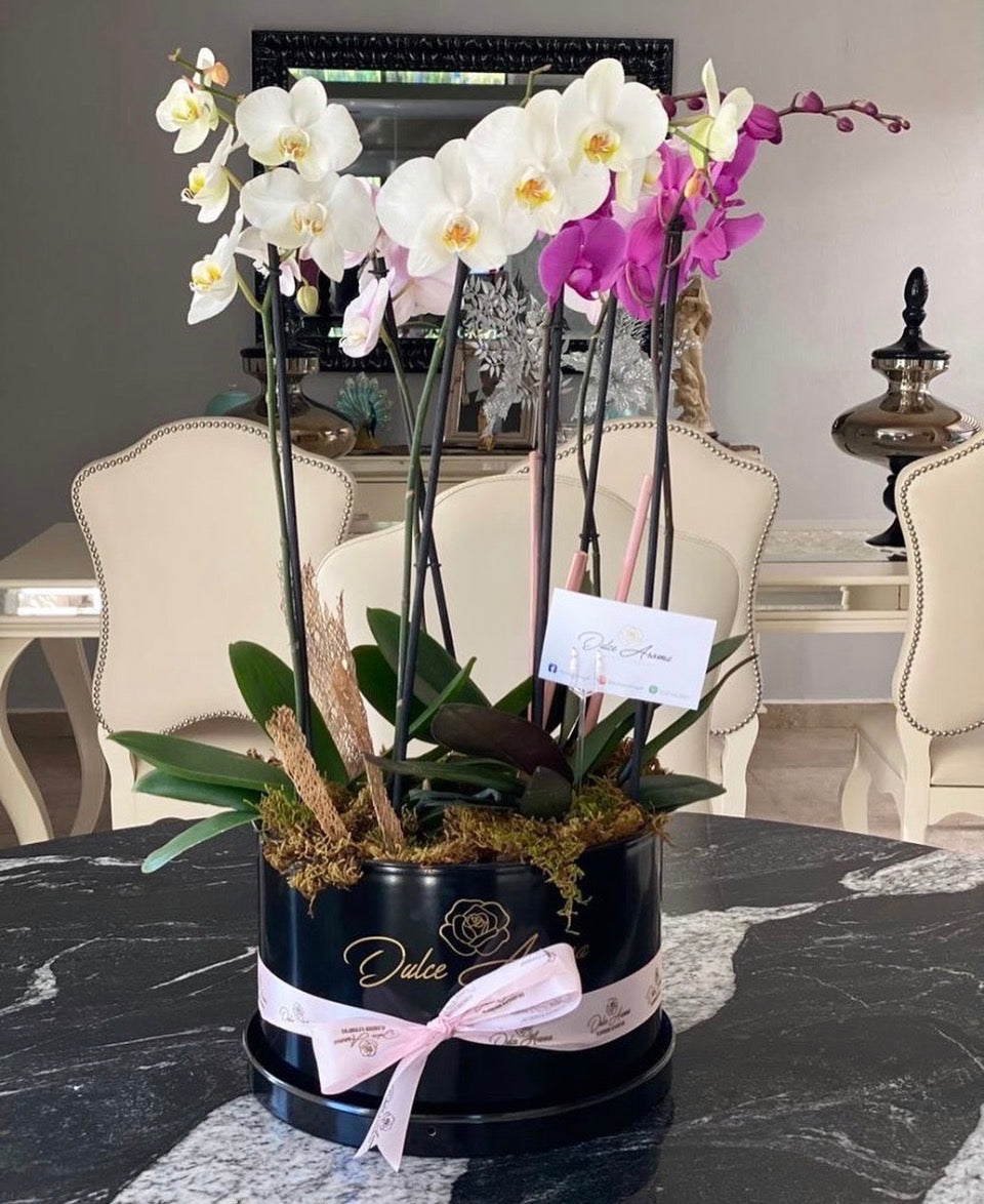 Orquídeas
