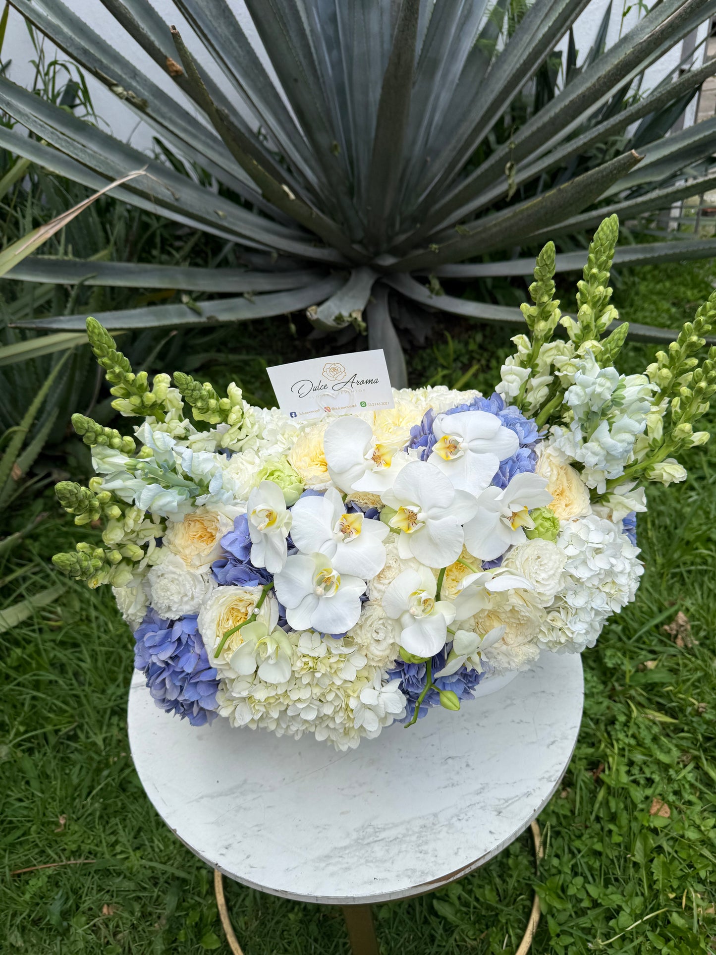 Diseño Perfecta Blue