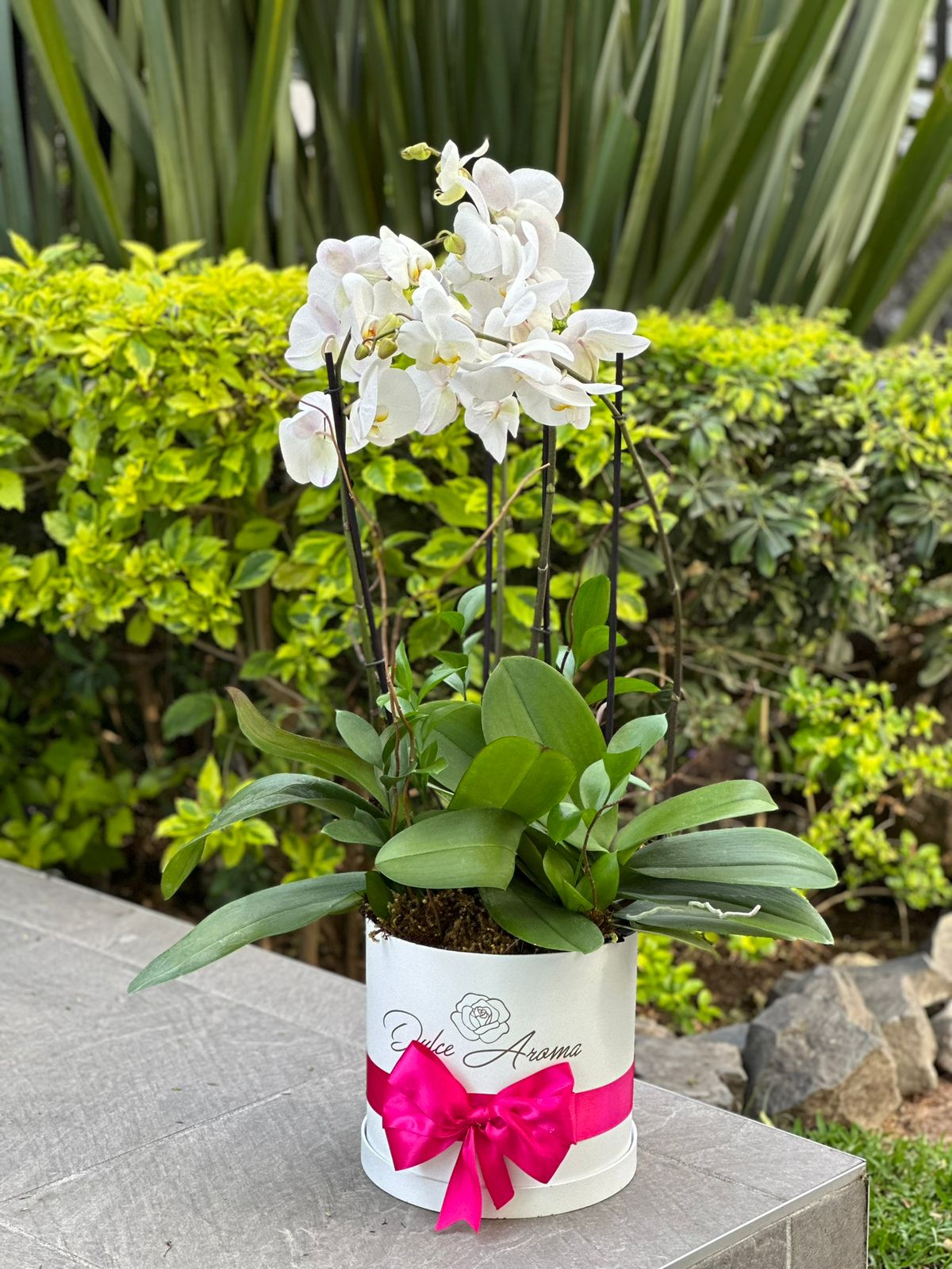 Orquidea en cilindro