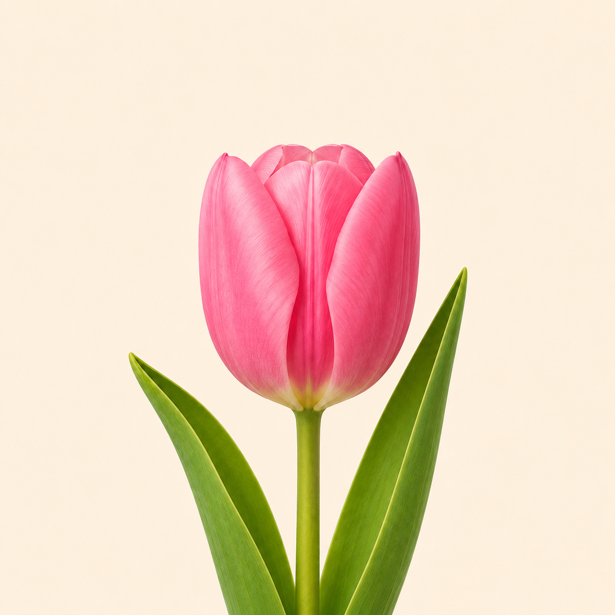 Tulipanes