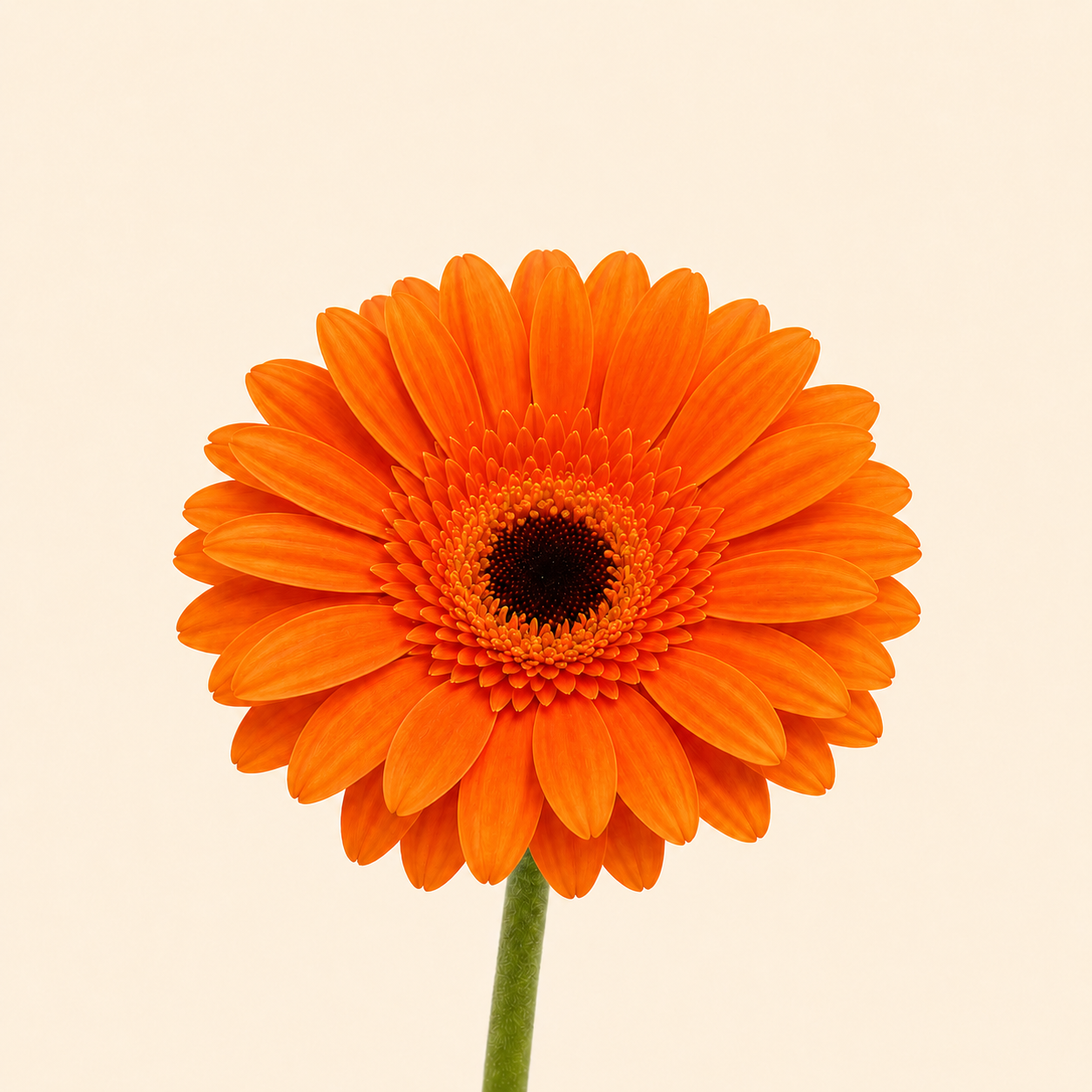 Gerberas