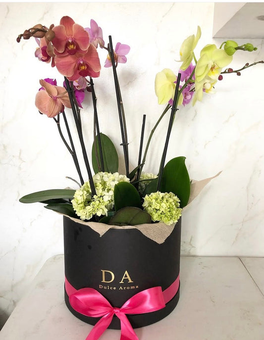 Orquídeas