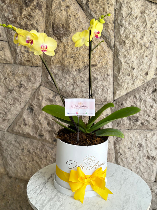 Orquídea en maceta