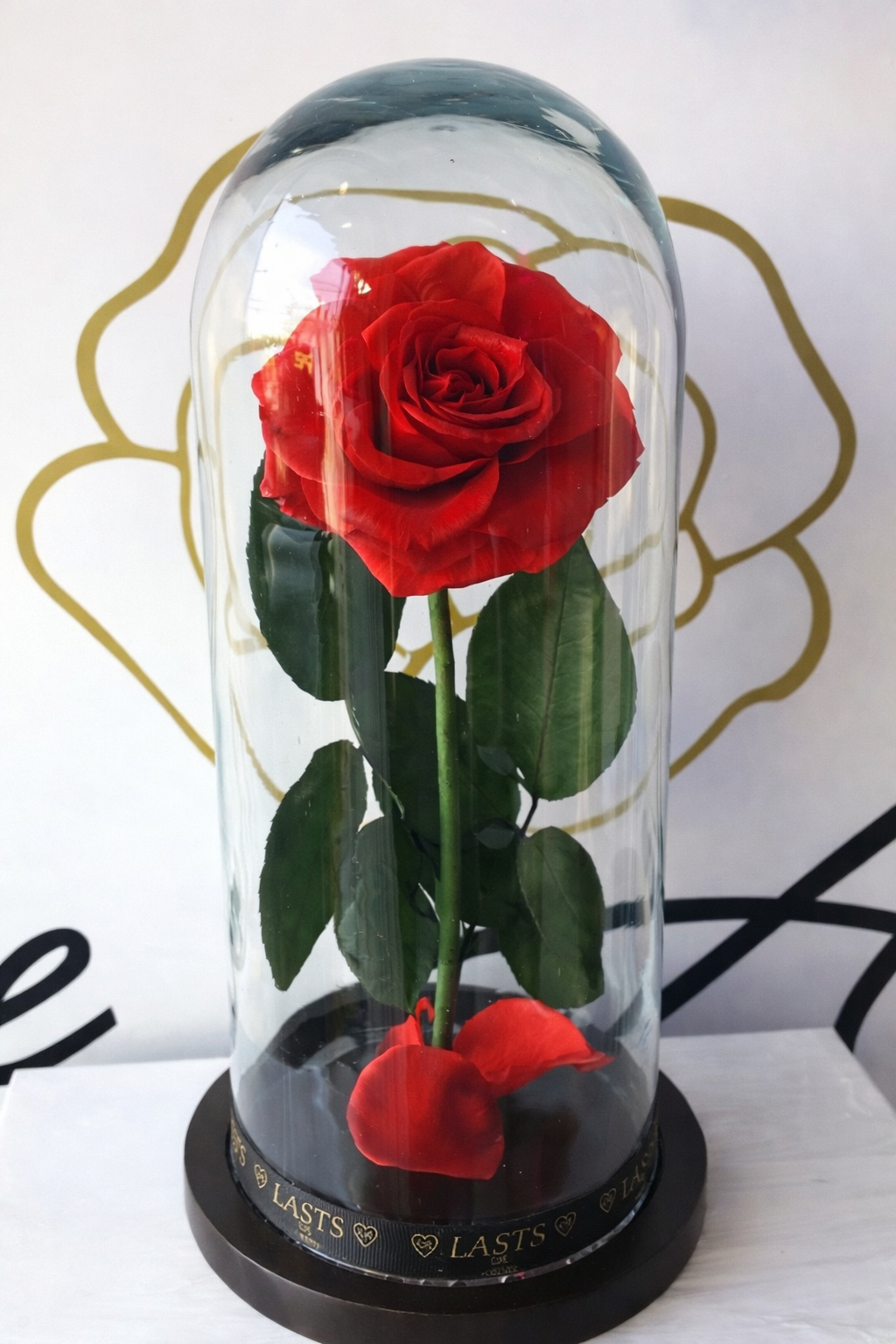 Rosa eterna mediana