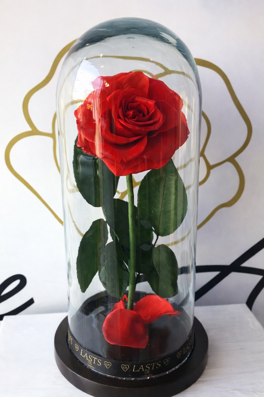 Rosa eterna mediana