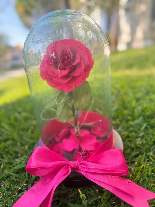 Rosa Eterna Fiusha Con Luz