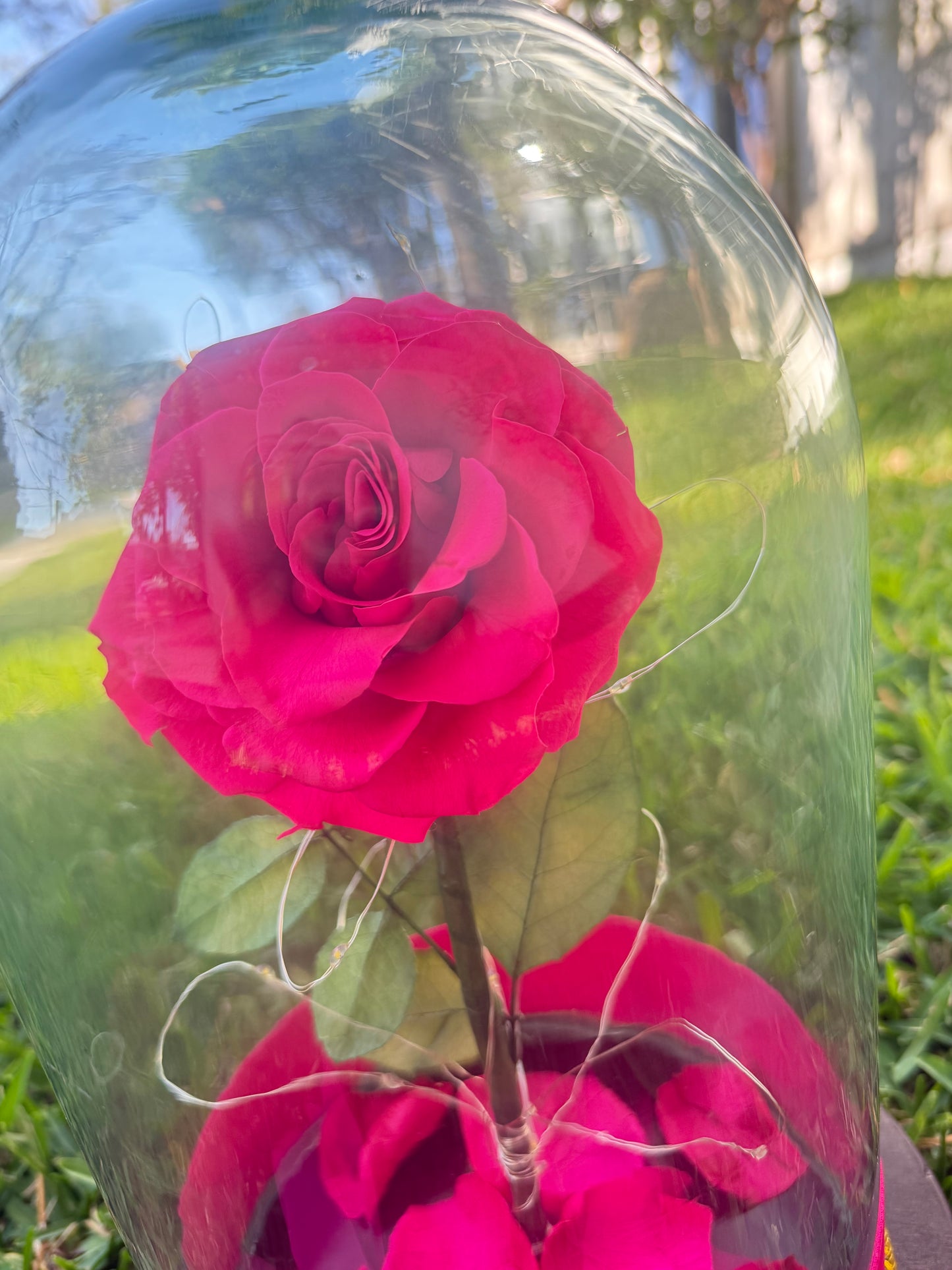 Rosa Eterna Fiusha Con Luz