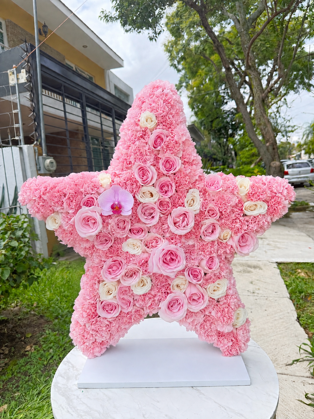 Estrella Bella Rosa