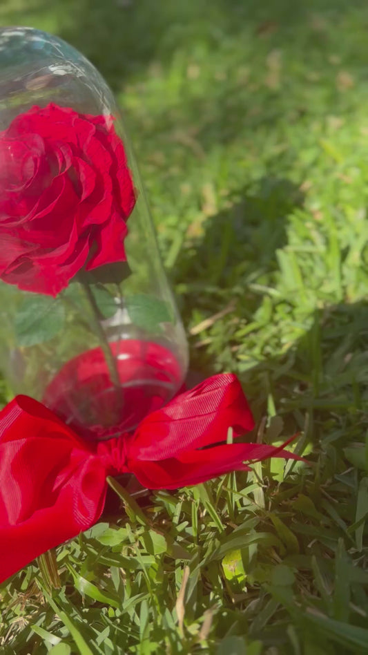 Rosa Eterna Roja Chica